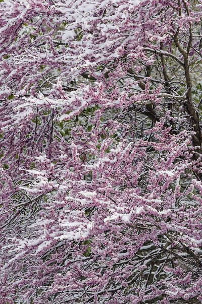 Jones, Adam 아티스트의 Light snow on Eastern redbud tree in early spring-Louisville-Kentucky작품입니다.